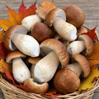 Международный конкурс творческих работ «ГРИБНОЕ ЛУКОШКО»