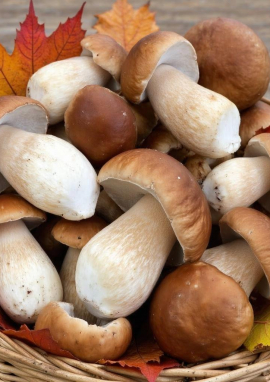 Международный конкурс творческих работ «ГРИБНОЕ ЛУКОШКО»